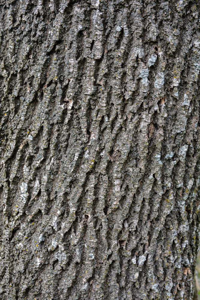 Old tree bark texture background . Old tree bark texture background .