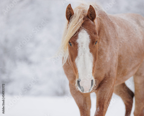 Horse in snow