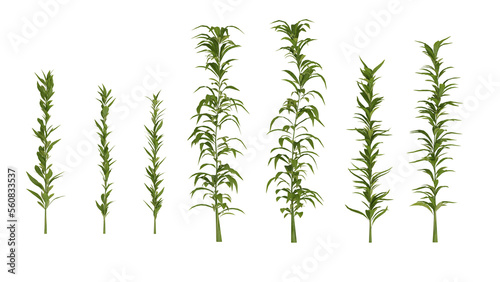 set of plants on white, 3d rendering of png transparent background, suitable for archiviz, architecture visualization gardening design photo