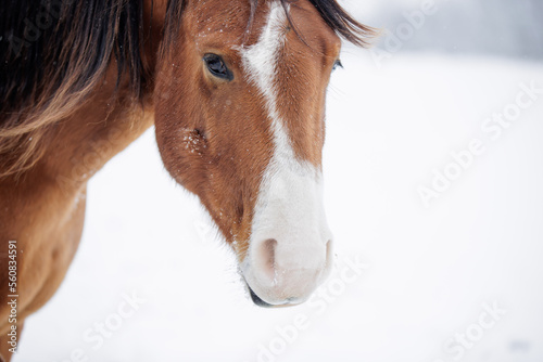 Winter Snow Horses