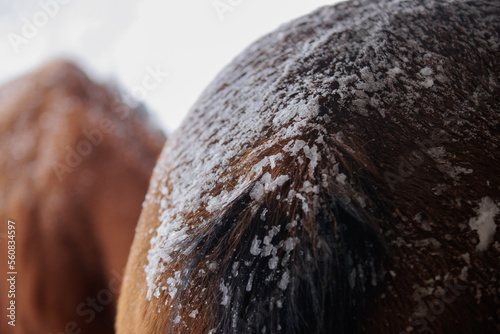 Winter Snow Horses