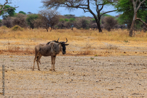 Fototapeta Naklejka Na Ścianę i Meble -  Blue wildebeest (Connochaetes taurinus) in Tarangire National Park, Tanzania