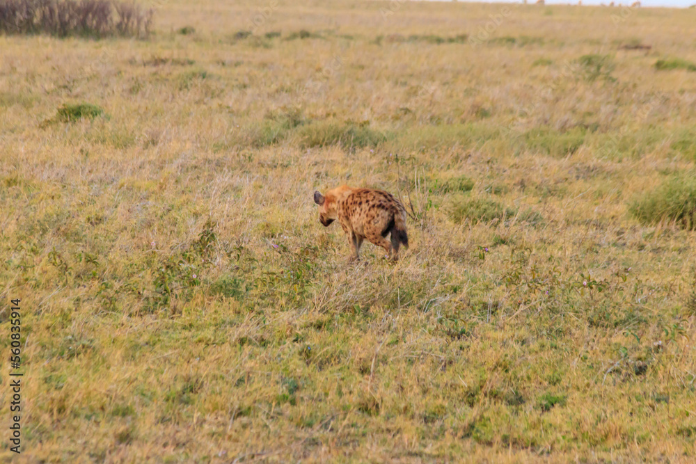 Spotted hyena (Crocuta crocuta), also known as the laughing hyena, in Serengeti National park in Tanzania Spotted hyena (Crocuta crocuta), also known as the laughing hyena, in Serengeti National park in Tanzania