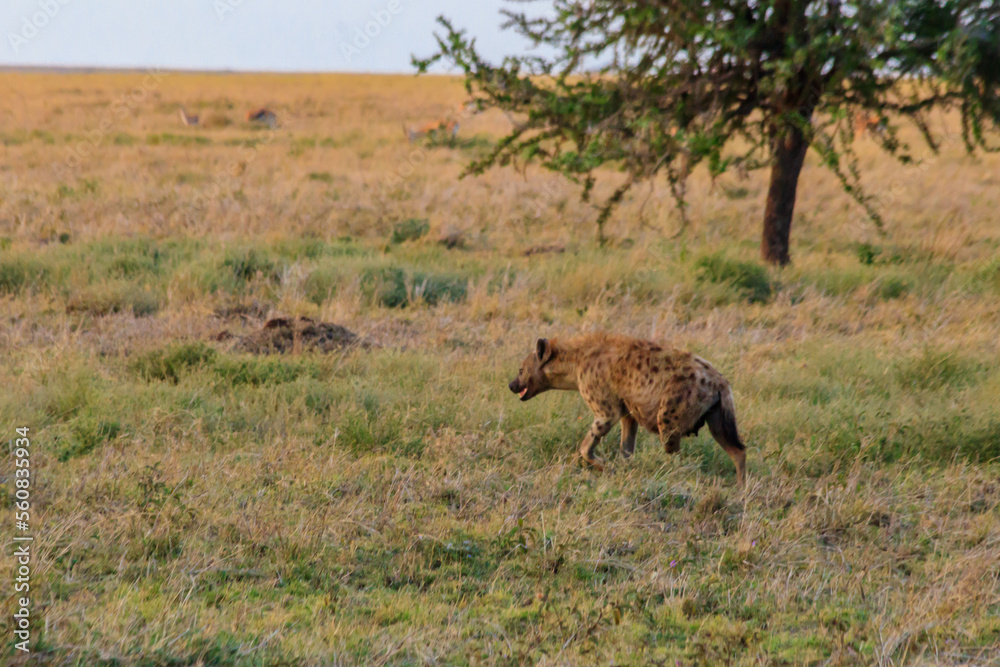 Spotted hyena (Crocuta crocuta), also known as the laughing hyena, in Serengeti National park in Tanzania Spotted hyena (Crocuta crocuta), also known as the laughing hyena, in Serengeti National park in Tanzania
