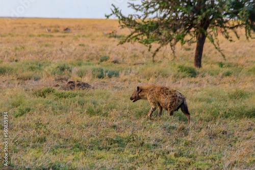 Spotted hyena  Crocuta crocuta   also known as the laughing hyena  in Serengeti National park in Tanzania