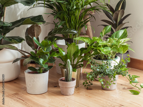 Interior of with many different houseplants. Interior with plants in living room on the floor.