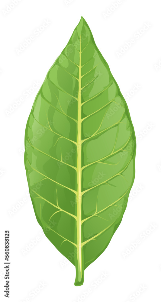 Obraz premium One big fresh green tobacco leaf isolated on white