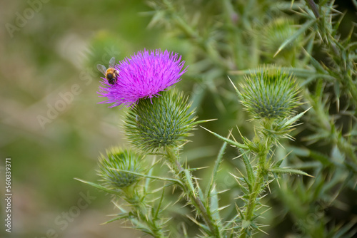 Close up bee pollinating a beautiful pink thistle flower with thorns in the meadow