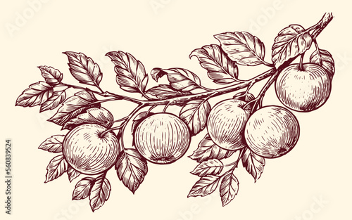 Apples on a branch in sketch style. Fresh ripe fruit, farm organic food. Sketch vintage vector illustration