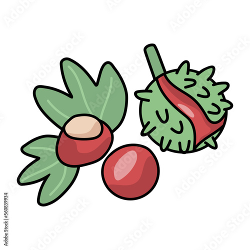 Raw chestnuts vector illustration. Sweet edible american chestnuts with its spiny burrs and nuts. Castanea sativa isolated on white.