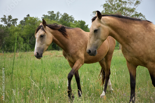 brown horse couple walking free in the green field, plain landscape with animals