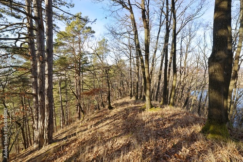 Sunny forested ridge in autumn with pine and beach trees