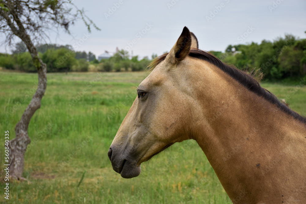 Obraz premium close-up Portrait profile horse head with brown fur on a green field, details of facial features