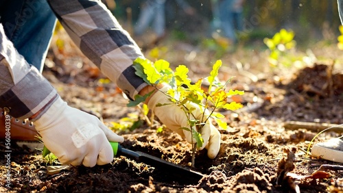 Close up of hand planted in the ground small oak seedling in the woods. The eco ativist plants a young sapling tree. Closeup. Reforestation of the forest. care environment. Top view photo