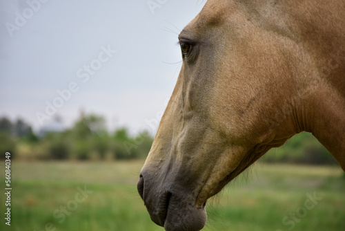 close-up profile horse head with brown fur on a green field, details of facial features © SOPhI