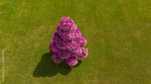 purple flowers on green grass in the shape of a tree