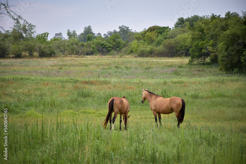 brown horse couple walking free in the green field, plain landscape with animals