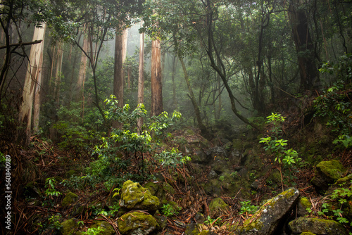 Eucalypt jungle of madeira in fog