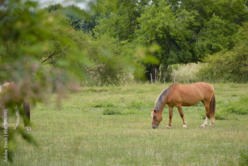 Landscape of a horse brown grazing in the green field © SOPhI