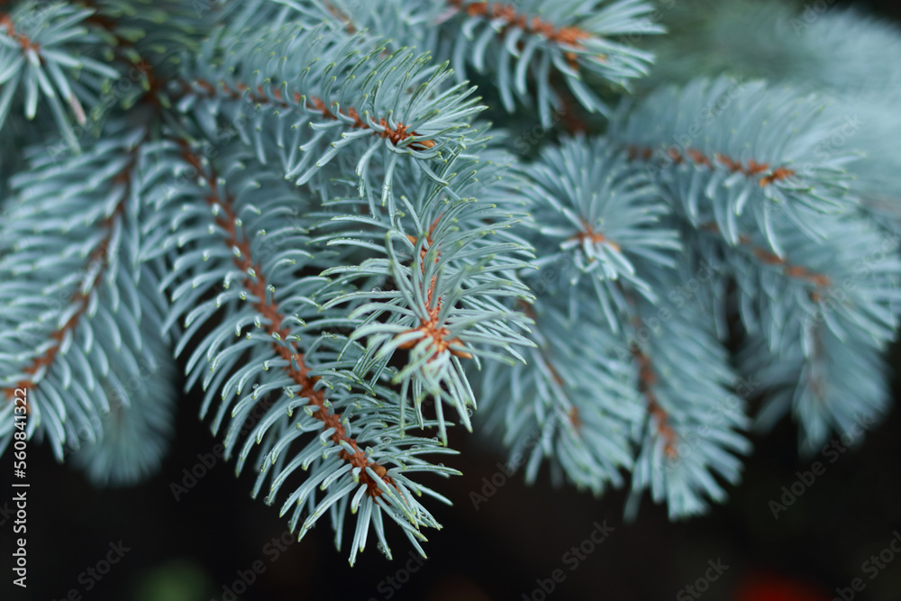 Beautiful background with fresh Fir Tree. Spruce branches. Pine branch. Place for text on dark background. Blue spruce background. Needles on the branches close-up. Spring nature. Tree twig Beautiful background with fresh Fir Tree. Spruce branches. Pine branch. Place for text on dark background. Blue spruce background. Needles on the branches close-up. Spring nature. Tree twig