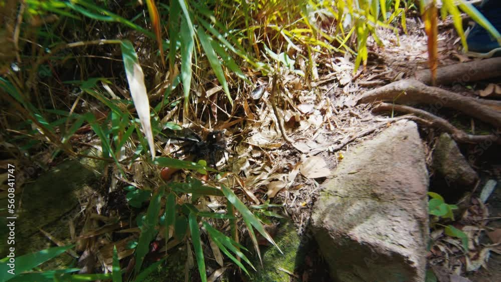 Hikers and Tarantula spider. Couple hiking in the tropical forest and meet the hairy spider on the trail. Zoom out camera follows spider and then reveals hikers Hikers and Tarantula spider. Couple hiking in the tropical forest and meet the hairy spider on the trail. Zoom out camera follows spider and then reveals hikers