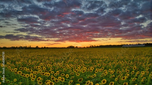 sunset over the field of sunflowers 