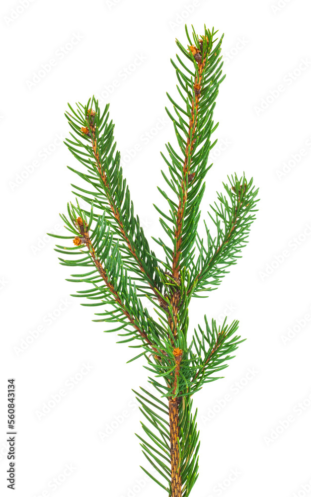 Green branch of a Christmas tree isolated on a white background. Green branch of a Christmas tree isolated on a white background.