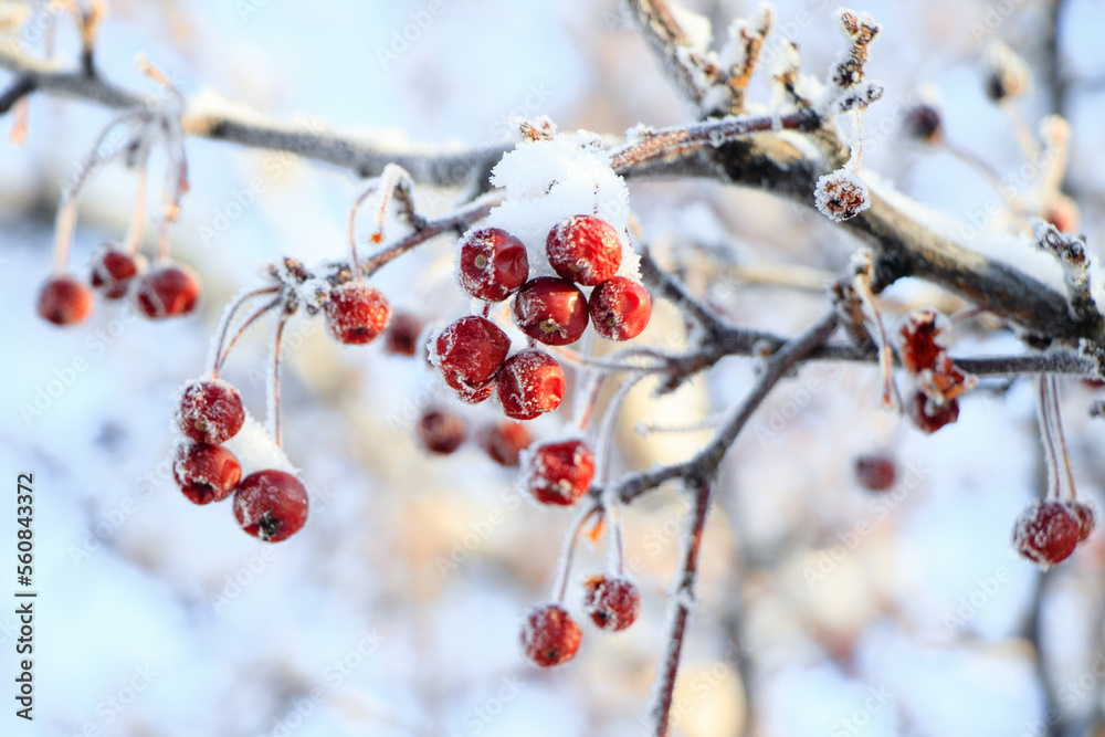 Frozen winter berries on a branch covered in snow and ice with a sky blue background Frozen winter berries on a branch covered in snow and ice with a sky blue background