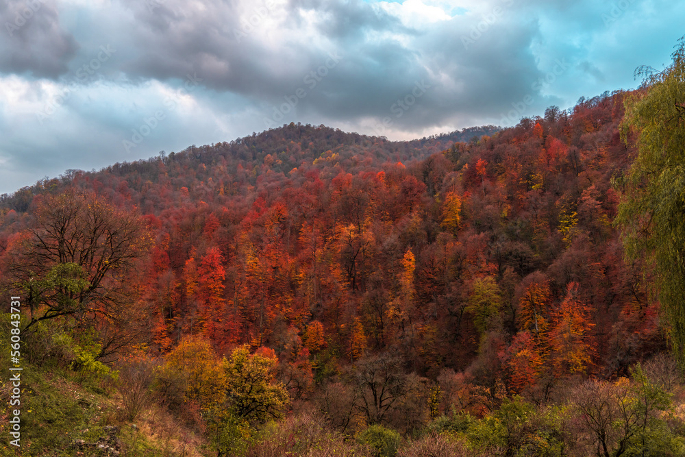 Autumn forest in the mountains