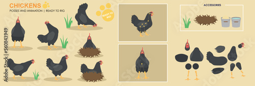 Cute black Chicken character hen ready to animate, multiple angles and poses, orange farm animals chicken for animation, vector collection