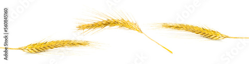 Rye ear. Whole  barley  harvest wheat sprouts. Wheat grain ear o