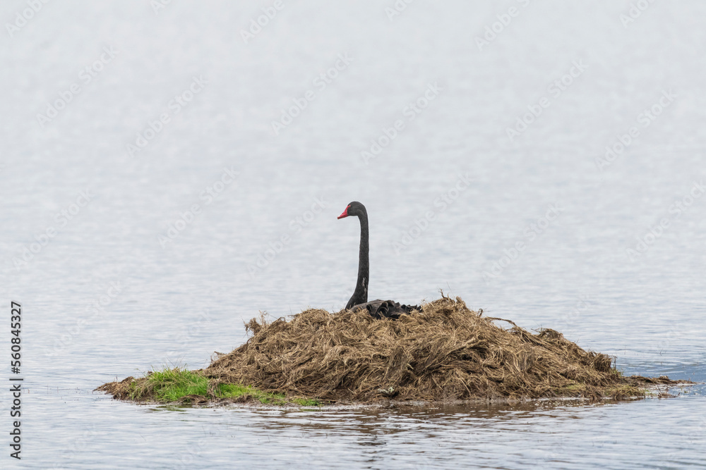 Fototapeta premium Black Swan (Cygnus atratus)