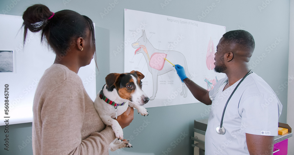 Portrait on proffesional african american male vet doctor showing dog owner anatomy of dogs. Woman holding dog pet, nervous dog. Jack russel breed. Animal care. Portrait on proffesional african american male vet doctor showing dog owner anatomy of dogs. Woman holding dog pet, nervous dog. Jack russel breed. Animal care.