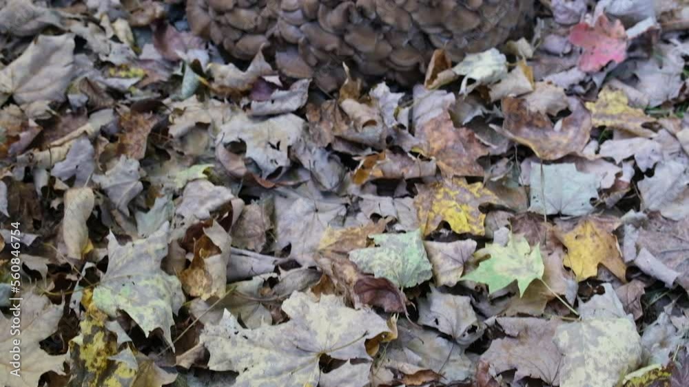 big mushrooms in the garden in the fall big mushrooms in the garden in the fall