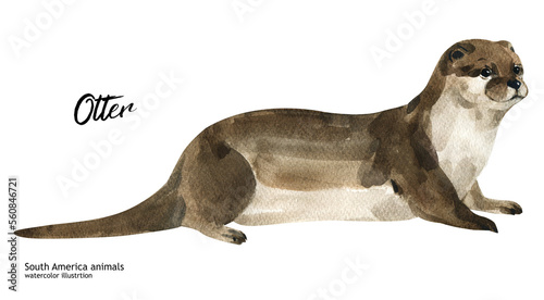 Otter. Watercolor cute animal otter. Hand painting postcard isolated white background. Australian animals. 