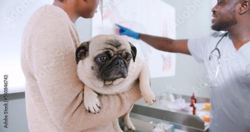 Photography Close up portrait on proffesional african american male vet doctor showing dog owner anatomy of dogs