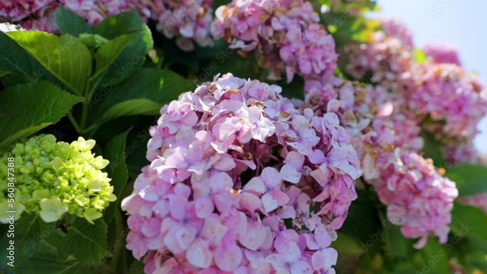 Close-Up Slow Motion Shot Of Hydrangea Blooming Amidst Leaves During Sunny Day - San Francisco, California Close-Up Slow Motion Shot Of Hydrangea Blooming Amidst Leaves During Sunny Day - San Francisco, California