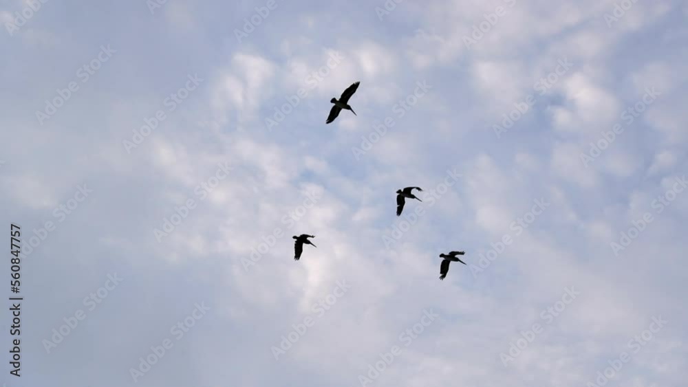 Slow Motion Shot Of Seagulls Flying Together Against Cloudy Sky - San Francisco, California Slow Motion Shot Of Seagulls Flying Together Against Cloudy Sky - San Francisco, California