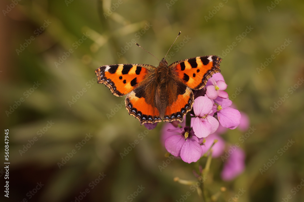 Closeup on a Small tortoiseshell butterfly, Aglais urticae sitting with spread wings Closeup on a Small tortoiseshell butterfly, Aglais urticae sitting with spread wings