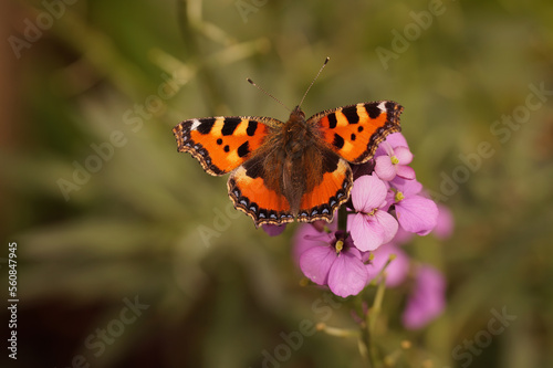 Closeup on a Small tortoiseshell butterfly, Aglais urticae sitting with spread wings