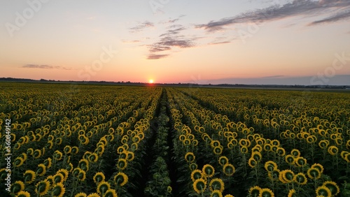 Aerial  of a sunflower field during golden sunrise 