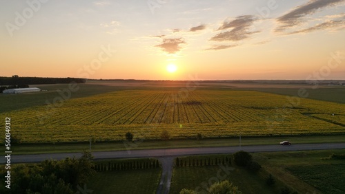 Aerial  of a sunflower field during golden sunrise 