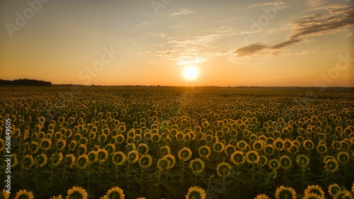Aerial  of a sunflower field during golden sunrise 