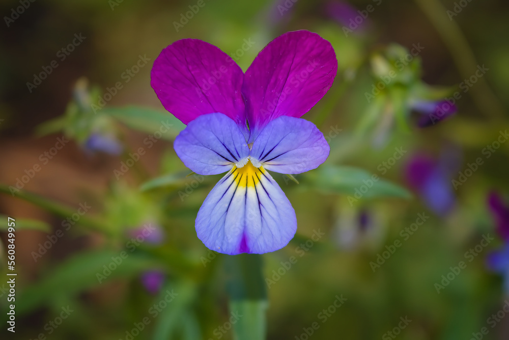 Wild violet Viola tricolor in full bloom. Flower of wild violet Viola tricolor close up. Heartsease Viola tricolor .