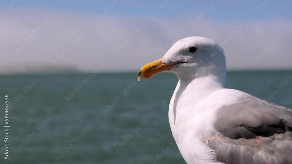 Close-Up Shot Of Seagull Against Sea During Sunny Day - San Francisco, California Close-Up Shot Of Seagull Against Sea During Sunny Day - San Francisco, California