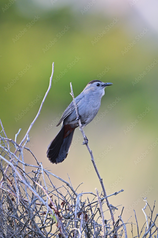 Obraz premium Bird on a branch