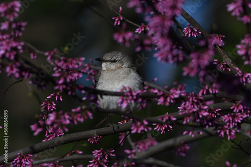 Foto Bird on a branch