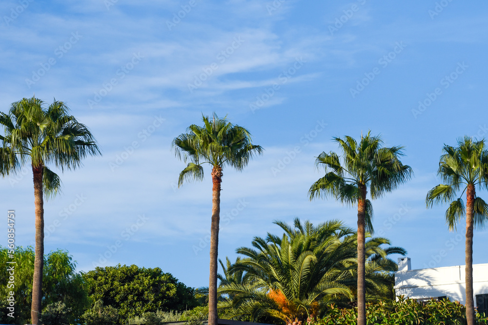 Palm trees in a row with blue sky in the background