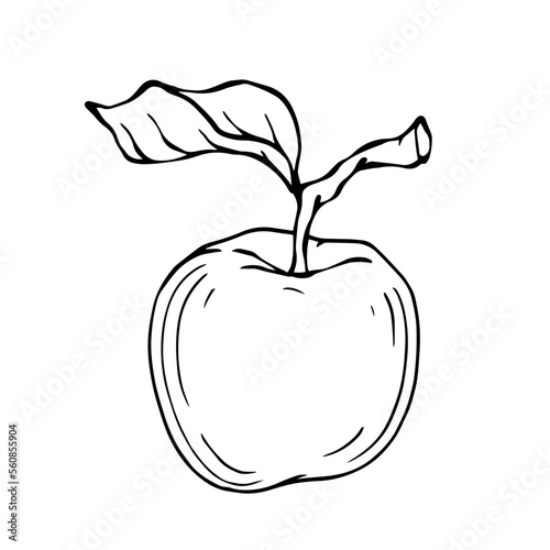 Linear botanical sketch with fruits and leaves of an apple tree.Vector graphics.	