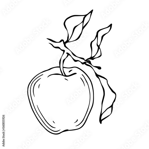 Linear botanical sketch with fruits and leaves of an apple tree.Vector graphics.	